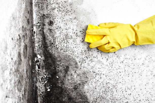 Best Biohazard Mold Removal  in Weiser, ID