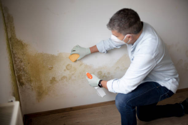 Best Mold Remediation for Healthcare Facilities  in Weiser, ID